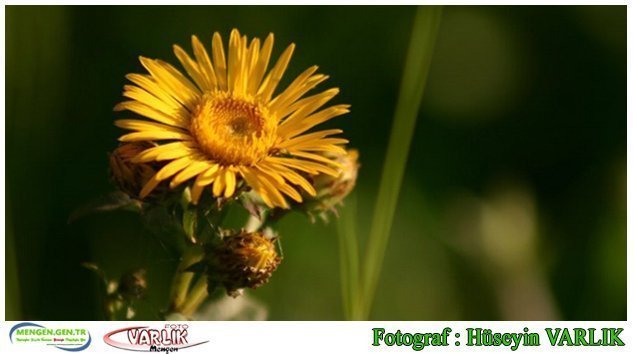 4 kasım gunun fotoğrafı